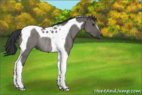 Horse Color:Unknown