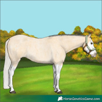Horse Color:Silver Buckskin Roan Splash 