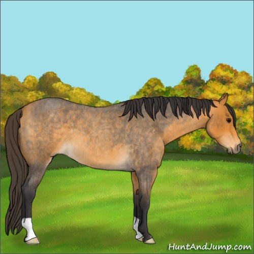 Horse Color:Buckskin Roan 