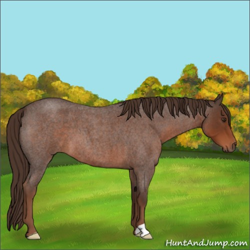Horse Color:Liver Red Roan