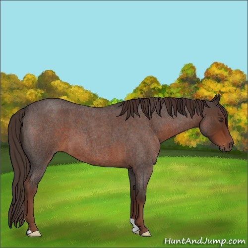 Horse Color:Liver Red Roan