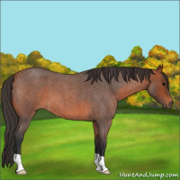 Horse Color:Bay Roan