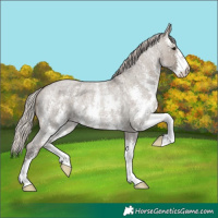 Horse Color:Silver Grullo Roan Sabino Brindle 
