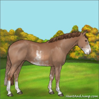 Horse Color:Chestnut Sabino 