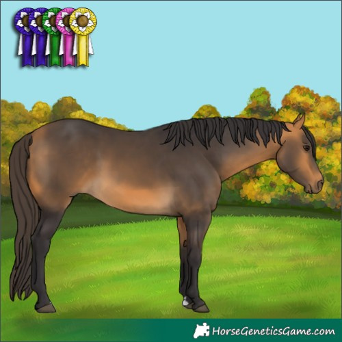 Horse Color:Buckskin 