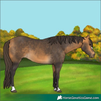 Horse Color:Buckskin 