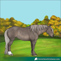 Horse Color:Silver Black Rabicano 