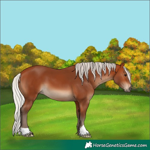 Horse Color:Silver Bay 