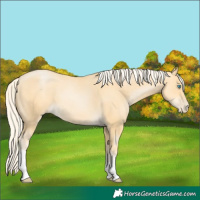 Horse Color:Palomino Pearl Tobiano