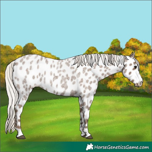 Horse Color:Silver Blue Roan Leopard 
