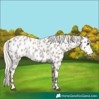 Horse Color:Silver Blue Roan Leopard 