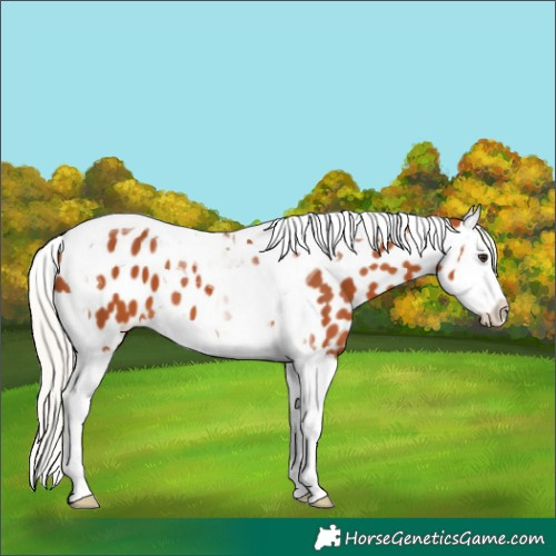 Horse Color:Silver Bay Splash Tobiano Appaloosa 