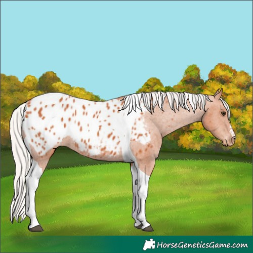 Horse Color:Silver Bay Tobiano Appaloosa 