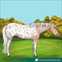 Horse Color:Silver Bay Tobiano Appaloosa 