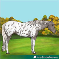 Horse Color:Silver Black Tobiano Appaloosa 