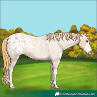 Horse Color:Red Roan Sabino Appaloosa 