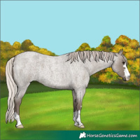 Horse Color:Silver Grullo Roan 