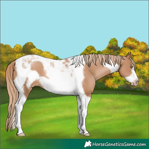 Horse Color:Chestnut Pearl Tobiano Frame 