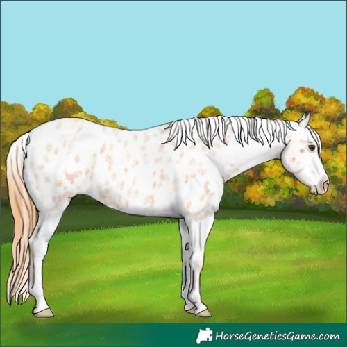 Horse Color:Red Roan Near Leopard