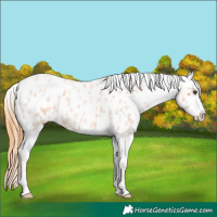 Horse Color:Red Roan Near Leopard 
