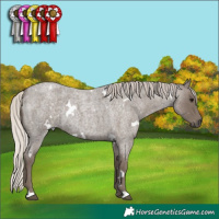 Horse Color:White Spotted Silver Blue Roan 