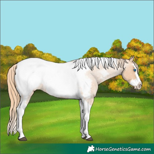 Horse Color:Red Roan Splash Tobiano Appaloosa Rabicano 