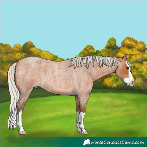 Horse Color:Silver Bay Roan Splash 