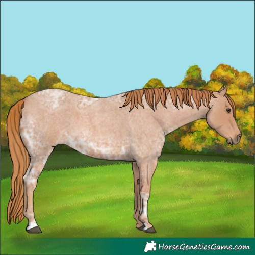 Horse Color:Red Ice Roan 