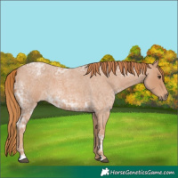 Horse Color:Red Ice Roan 