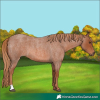 Horse Color:Red Roan