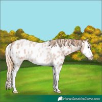 Horse Color:Red Roan Splash Appaloosa Rabicano