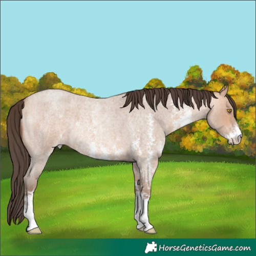 Horse Color:Amber Champagne Roan Sabino 