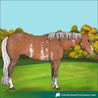Horse Color:Silver Bay Sabino 