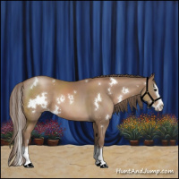 Horse Color:White Spotted Black Pearl Sabino Splash 
