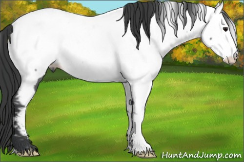 Horse Color:Blue Roan Appaloosa