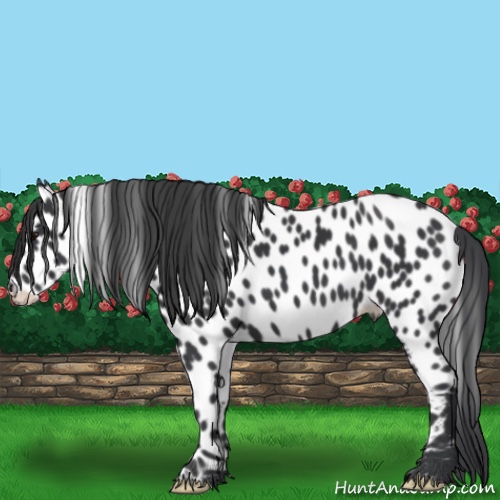 Horse Color:Black Appaloosa