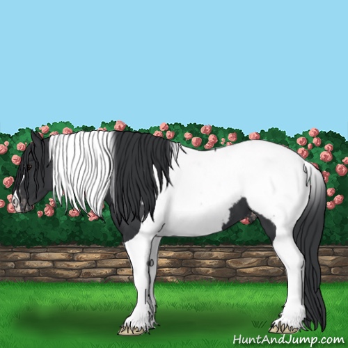 Horse Color:Black Tobiano Snowcap