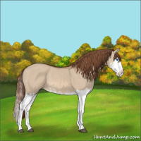 Horse Color:Red Dun Splash  and Red Dun Splash 