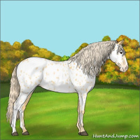 Horse Color:Palomino Appaloosa 