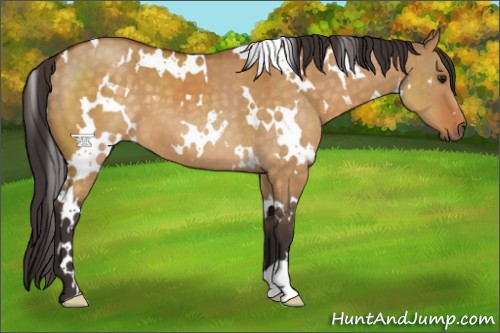 Horse Color:White Spotted Buckskin Dun 