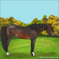 Horse Color:Brown 