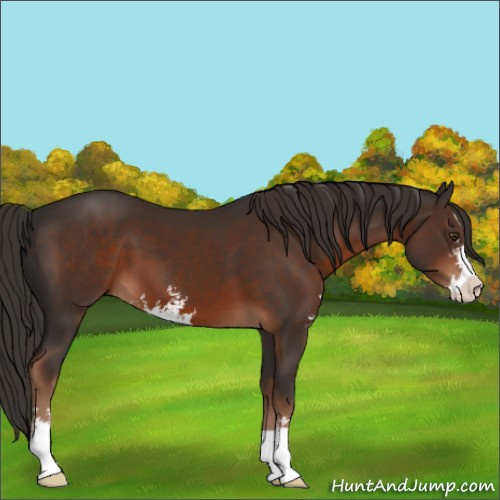 Horse Color:Liver Chestnut Sabino 