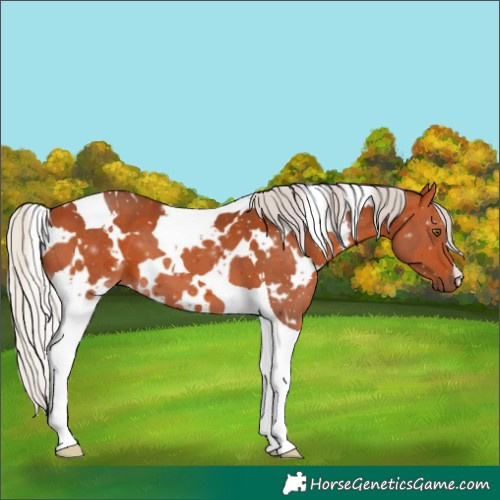 Horse Color:White Spotted Silver Bay Tobiano 