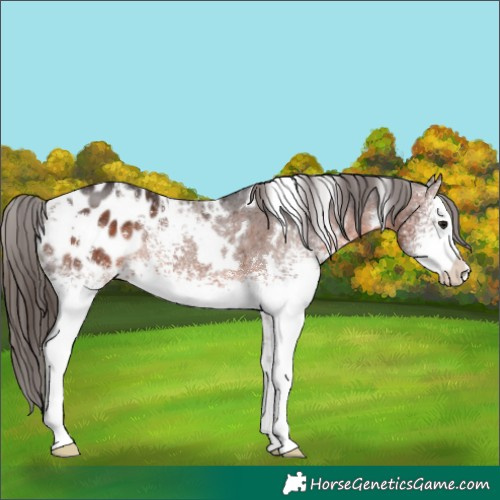 Horse Color:White Spotted Brown Appaloosa Rabicano 