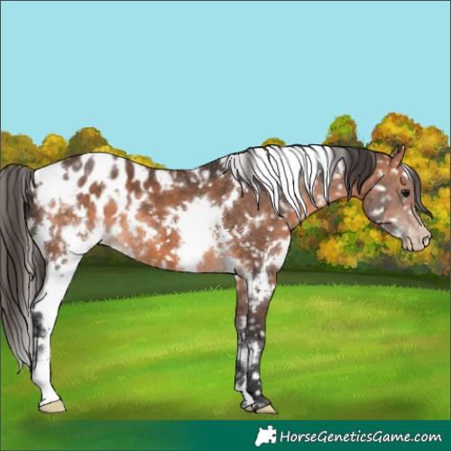 Horse Color:White Spotted Bay Appaloosa 