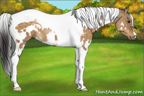 Horse Color:White Spotted Buckskin Dun Tobiano 
