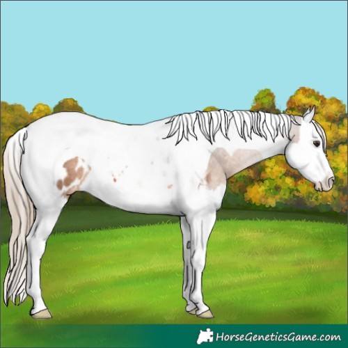 Horse Color:Chocolate Palomino Splash Tobiano Appaloosa 
