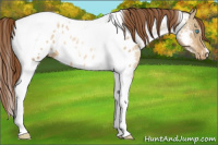 Horse Color:White Spotted Smoky Grullo Pearl Tobiano Appaloosa 