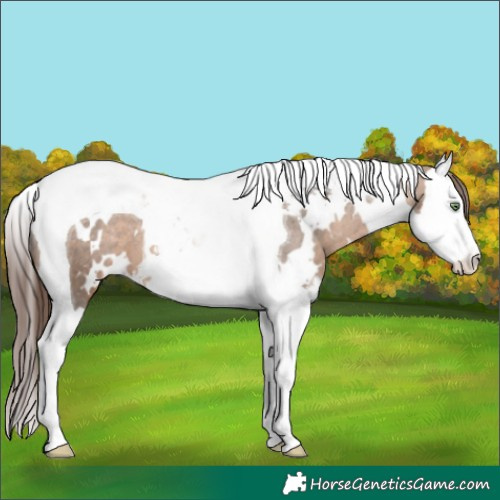 Horse Color:White Spotted Brown Dun Splash Tobiano Appaloosa 