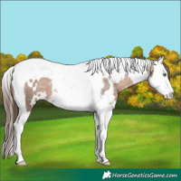 Horse Color:White Spotted Brown Dun Splash Tobiano Appaloosa 